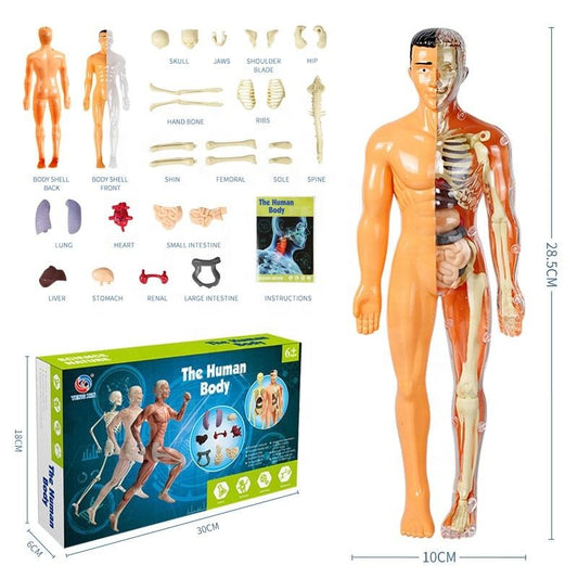 Science STEM jouets éducatifs assemblage humain